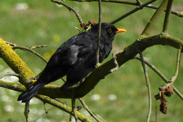Amsel