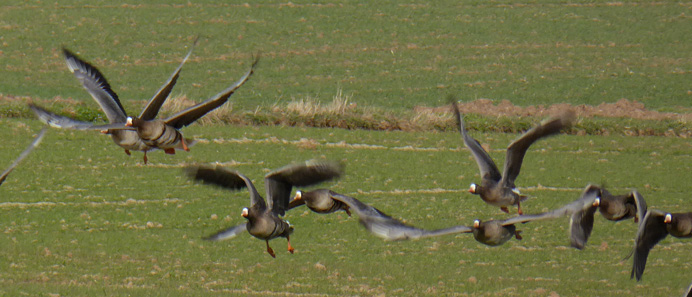 Bl�ssg�nse abfliegend