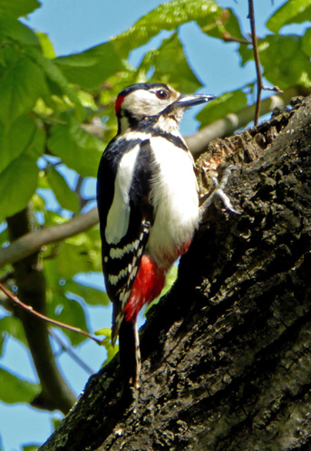 {short description of image}