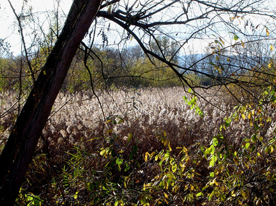 Dickicht aus Schilf und Str�uchern