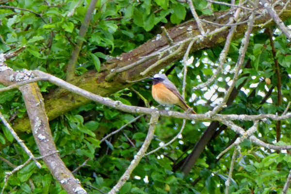 {short description of image}