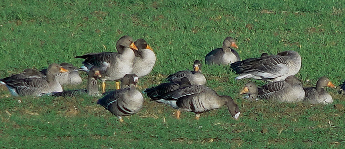 Grau- und Bl�ssg�nse