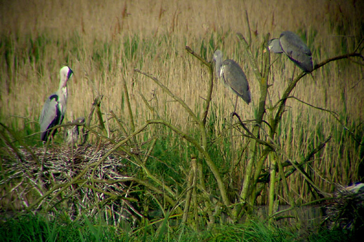 Br�tende Graureiher