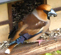 Kernbeisser-Futterhaus