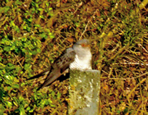 {short description of image}