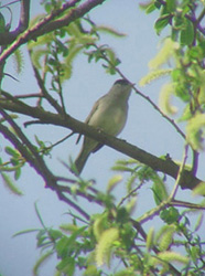 M�nchsgrasm�cke, M�nnchen