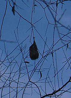 Nest der Beutelmeise