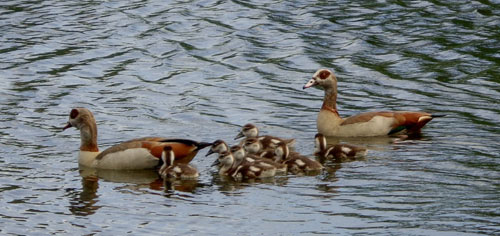 Nilgans+Juv.