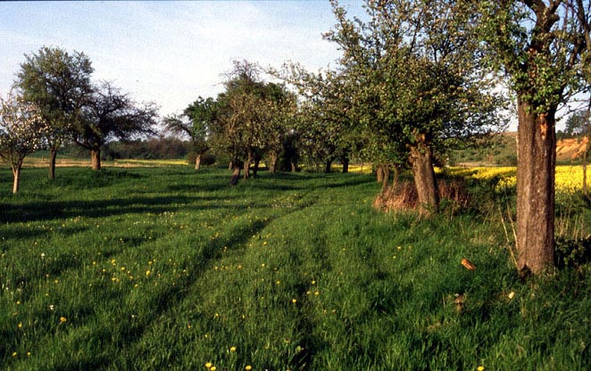 Obsthain mit Blick in Richtung NSG "H�ll"