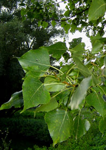 Laub der Pappel