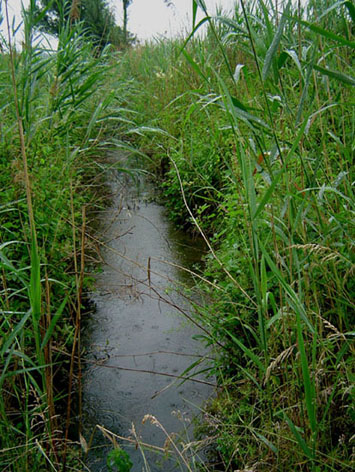 Blick in die Schilfzone