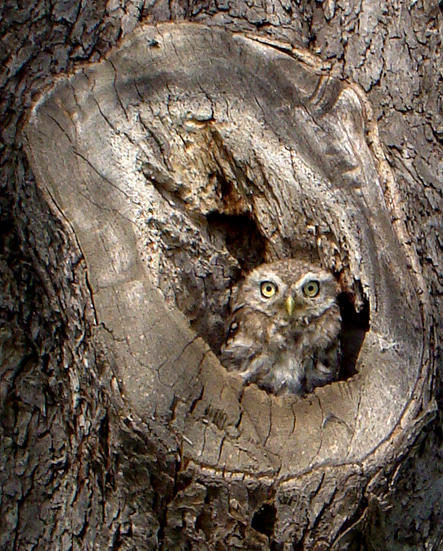 Baum mit Steinkauzh�hle
