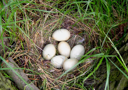Nest Stockente