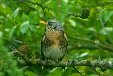 {short description of image}