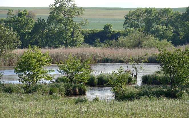 Blick zur Wasserstelle im NSG