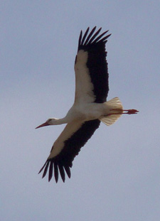 Weissstorch fliegend