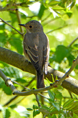 {short description of image}