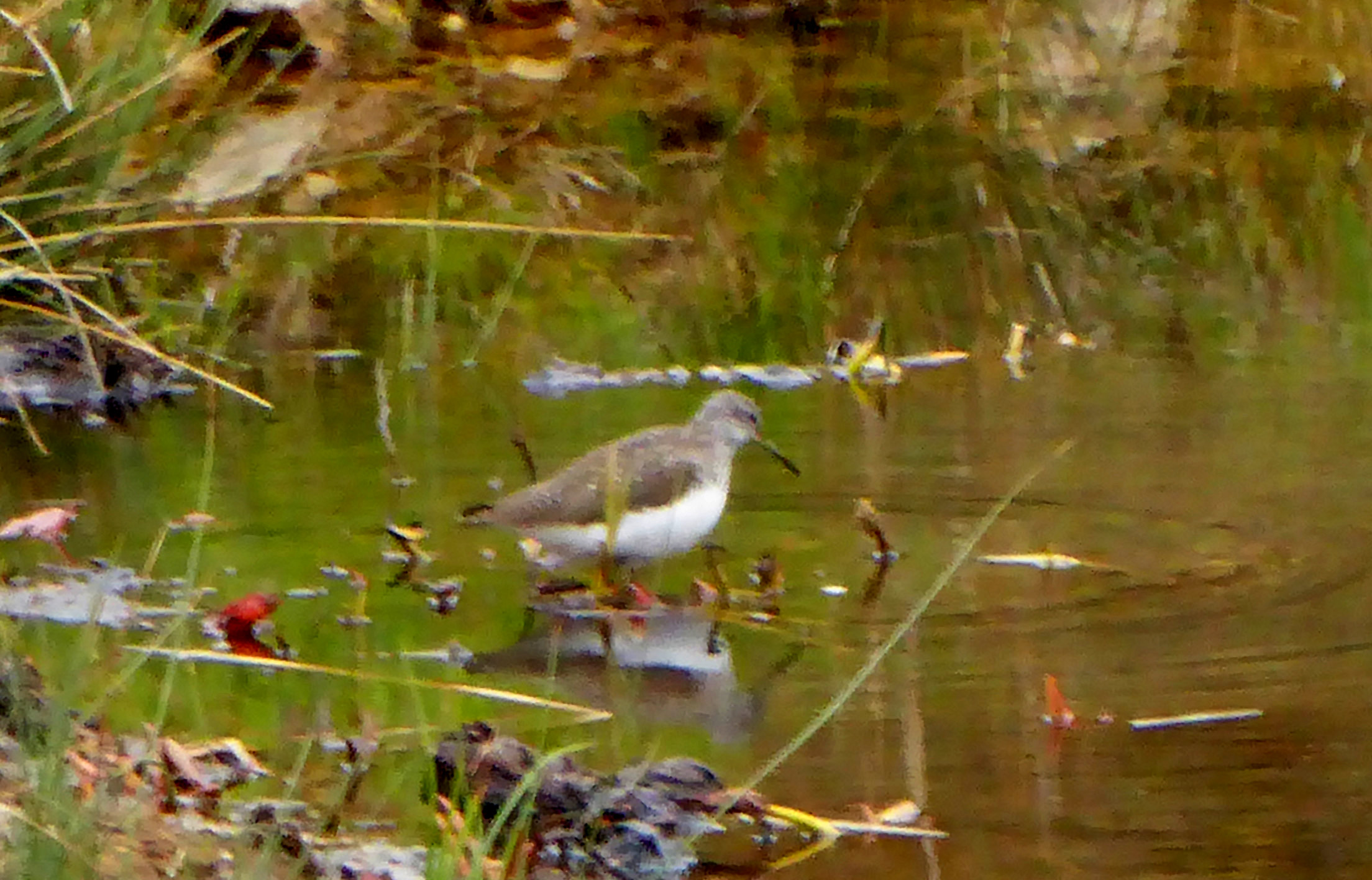 Waldwasserl�ufer