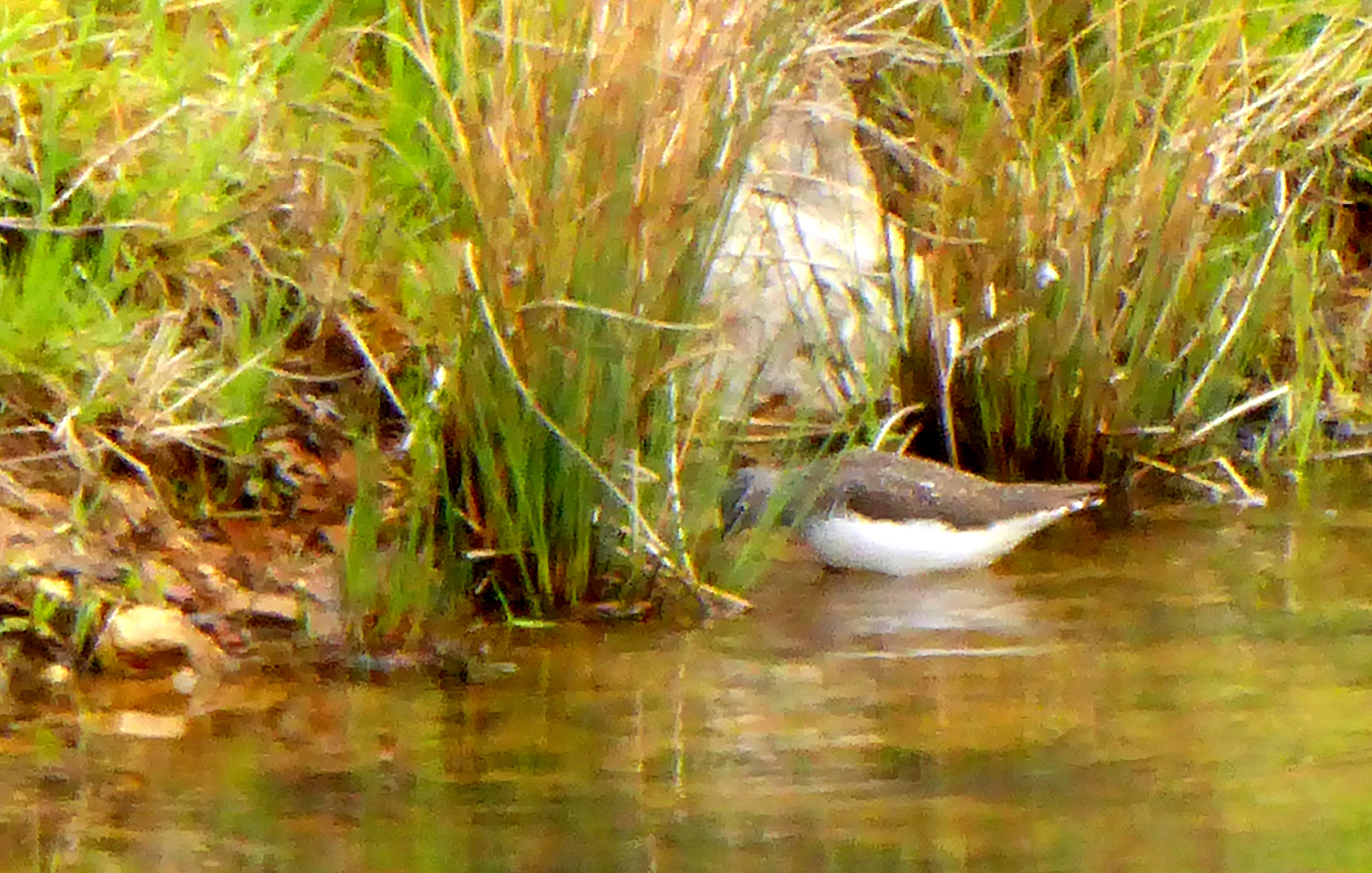 Waldwasserl�ufer