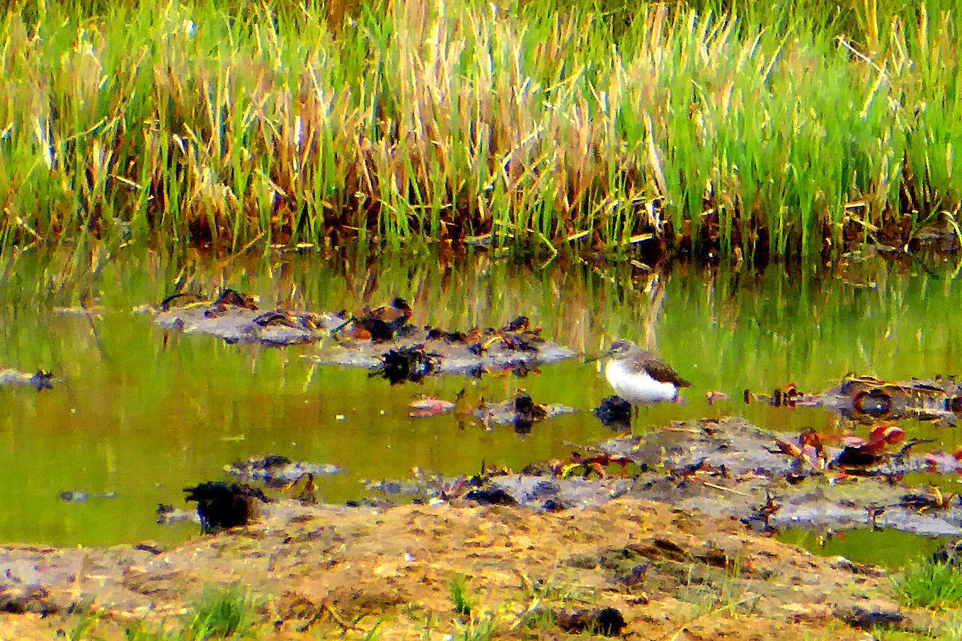Waldwasserl�ufer