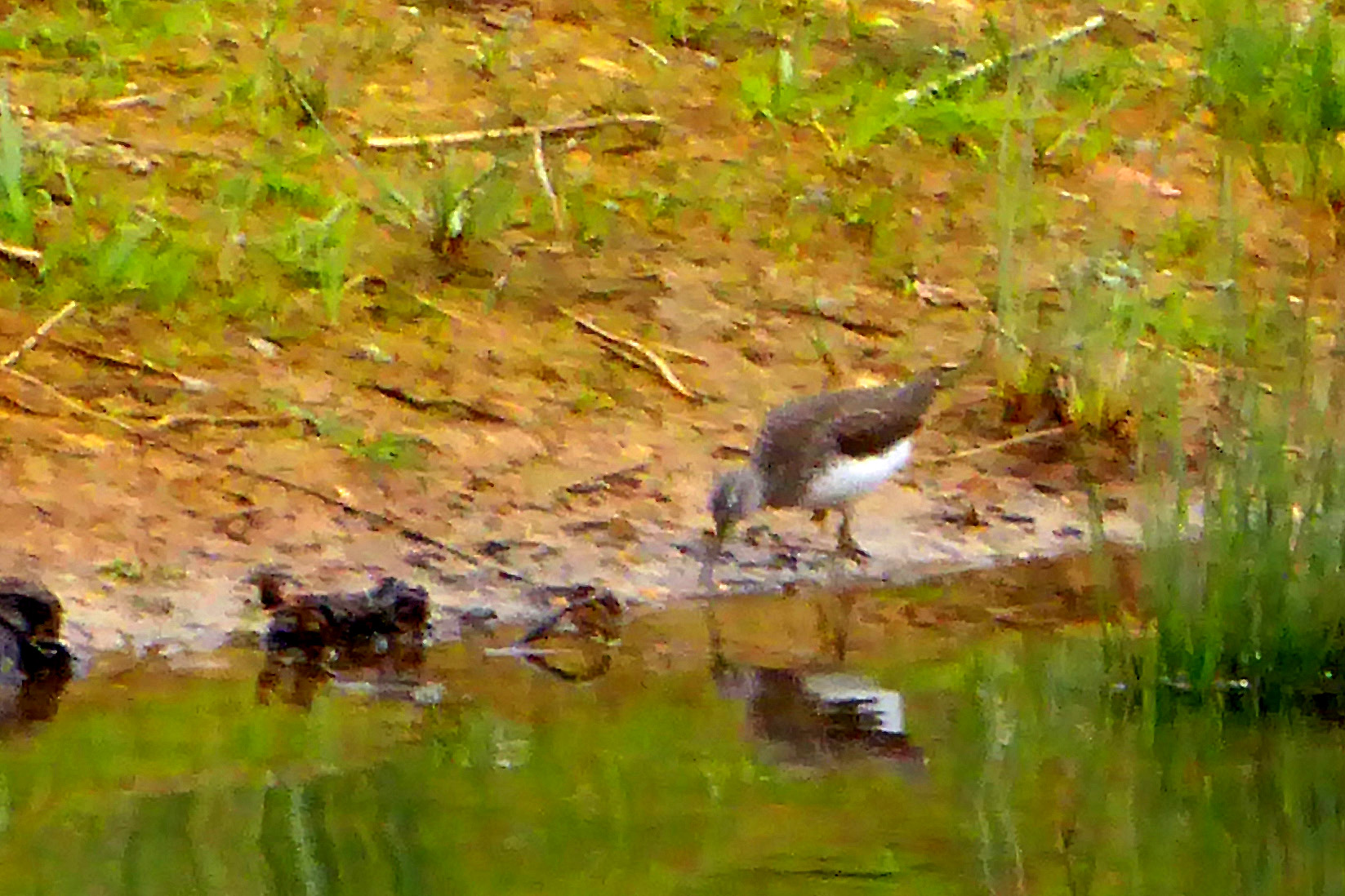 Waldwasserl�ufer